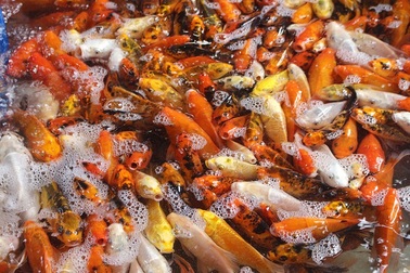 Hà Nội: Cá chép tiễn ông Công ông Táo "cháy" hàng, giá tăng "phi mã"