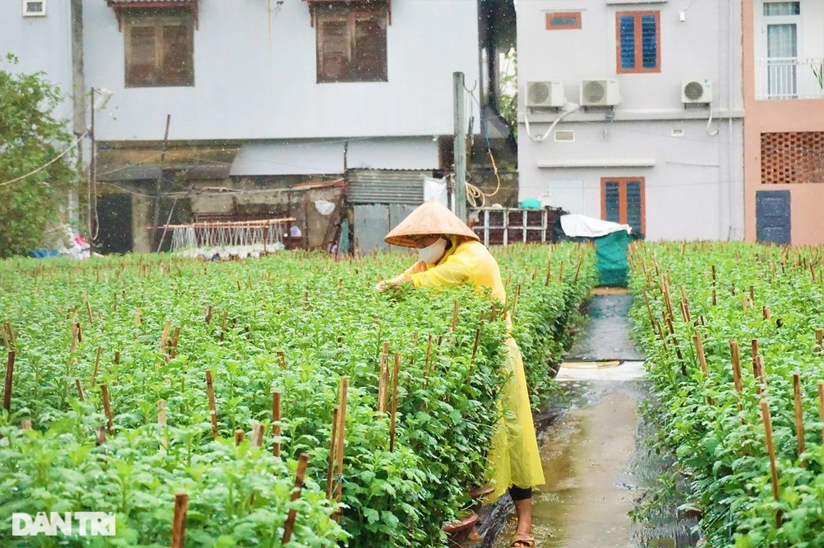 Đội mưa ngắt hoa, bẻ nụ, gom tiền những ngày cận Tết - 10 Đội mưa ngắt hoa, bẻ nụ, gom tiền những ngày cận Tết - 10
