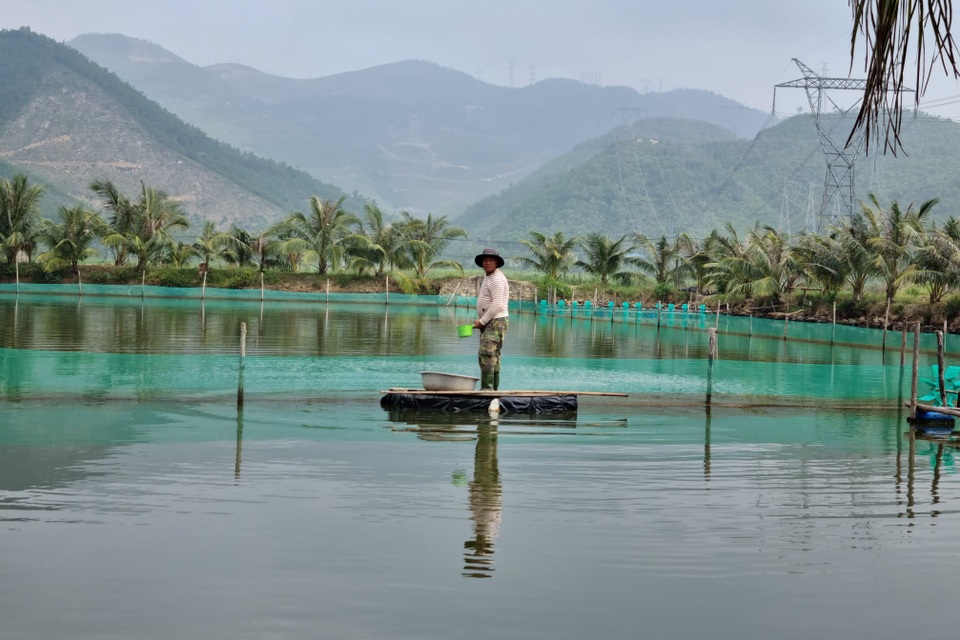 Bỏ nuôi tôm chuyển qua nuôi cá dìa, bác nông dân ở Đà Nẵng thu lãi tiền tỷ - 3 Bỏ nuôi tôm chuyển qua nuôi cá dìa, bác nông dân ở Đà Nẵng thu lãi tiền tỷ - 3