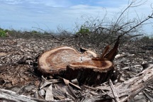 Vụ rừng phòng hộ ven biển ở Huế bị phá: Làm rõ thông tin xã cũ chặt, bán