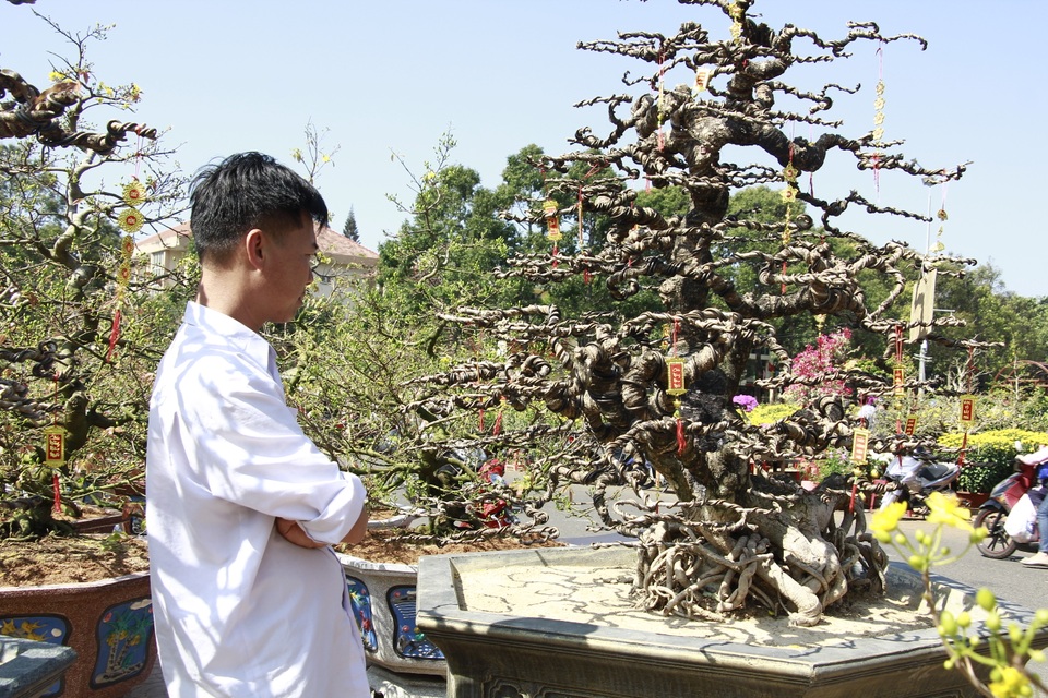 Cận cảnh cây khế “vàng” khách trả 300 triệu, chủ nhất định không bán - 9 Cận cảnh cây khế “vàng” khách trả 300 triệu, chủ nhất định không bán - 9