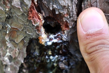 Rừng thông ở Lâm Đồng bị bức tử bằng thuốc độc