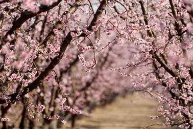 Tản mạn mùa xuân