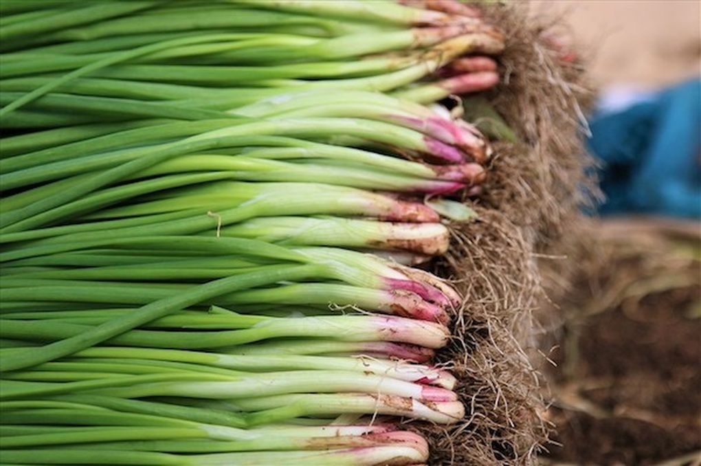 Das Blatt, das auf dem vietnamesischen Markt „ein paar Tausend pro Handvoll“ kostet, ist der Feind von Verdauungskrebs – 1 Loại lá “vài nghìn một nắm” ở chợ Việt là khắc tinh của ung thư tiêu hóa - 1