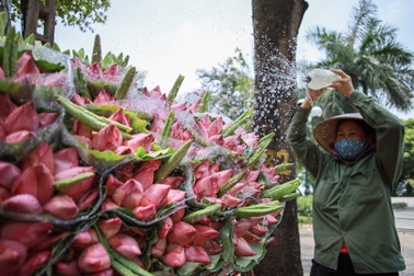 Hà Nội: Ngẩn ngơ với sắc sen đầu mùa xuống phố