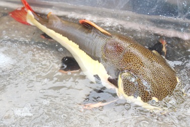 Bắt được cá trê đuôi đỏ quý hiếm nặng 15kg