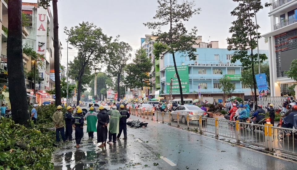 Cây cổ thụ cao hàng chục mét đổ đè người đàn ông trên phố Sài Gòn - 5 Cây cổ thụ cao hàng chục mét đổ đè người đàn ông trên phố Sài Gòn - 5