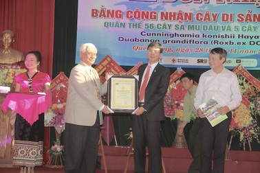 Quần thể 61 cây sa mu dầu và cây săng vì được công nhận cây di sản Việt Nam