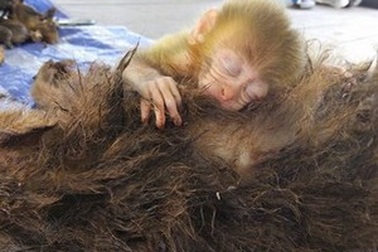 Hình ảnh khỉ con ôm chặt xác mẹ khiến nhiều người cảm động