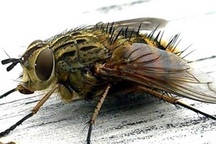 Khởi tố vụ án đổi “con ruồi” lấy 500 triệu