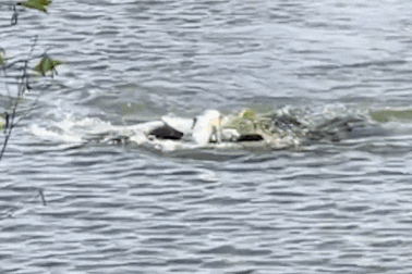 Đại bàng đầu trắng đi săn cá: "Sát thủ" vừa biết bay vừa... biết bơi