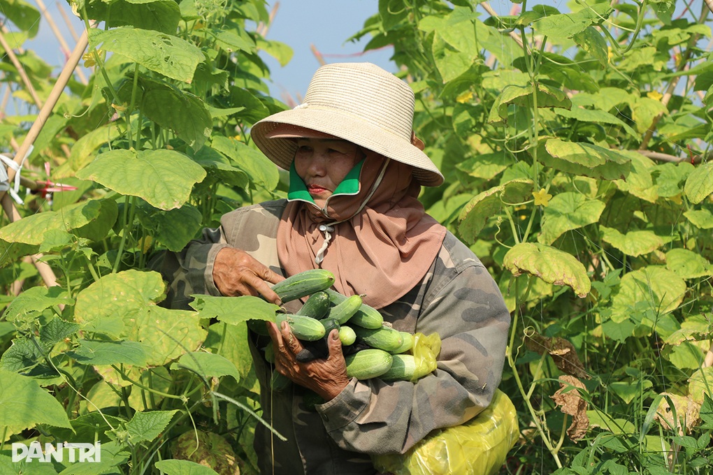 Kỹ sư bỏ lương 50 triệu đồng về quê trồng dưa, không để thương lái ép giá - 3
