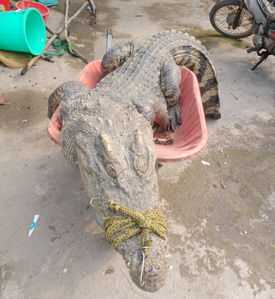 Bất ngờ đối mặt cá sấu, người đàn ông Sài Gòn leo lên cây gọi... ứng cứu - 2 Bất ngờ đối mặt cá sấu, người đàn ông Sài Gòn leo lên cây gọi... ứng cứu - 2