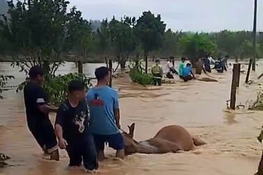 Lũ về nhanh, dân nghèo bất lực nhìn 13 con bò bị chết ngạt