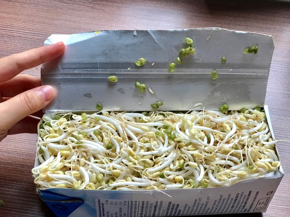 Giá rau tăng chóng mặt, thử trồng rau mầm cho thu hoạch chỉ trong 5 ngày - 6 Giá rau tăng chóng mặt, thử trồng rau mầm cho thu hoạch chỉ trong 5 ngày - 6