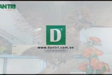 Bộ sưu tập rễ tre độc đáo của ông Dũng