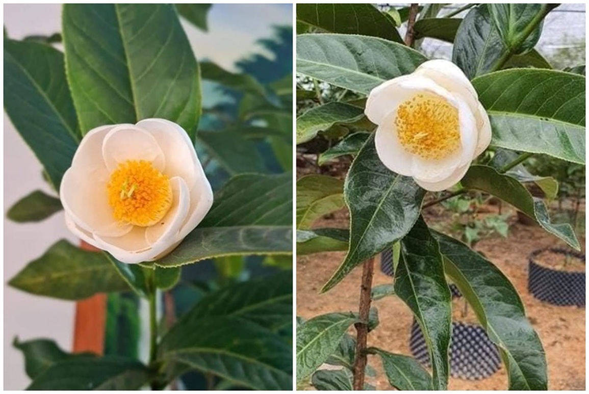 Một tỷ đồng cây bạch hải đường: Cẩn trọng sập bẫy thổi giá của siêu lừa! - 1 Một tỷ đồng cây bạch hải đường: Cẩn trọng sập bẫy thổi giá của siêu lừa! - 1