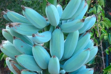 Thực hư giống chuối xanh biếc, vị ngon lạ thường, giá hơn 2 triệu đồng/nải