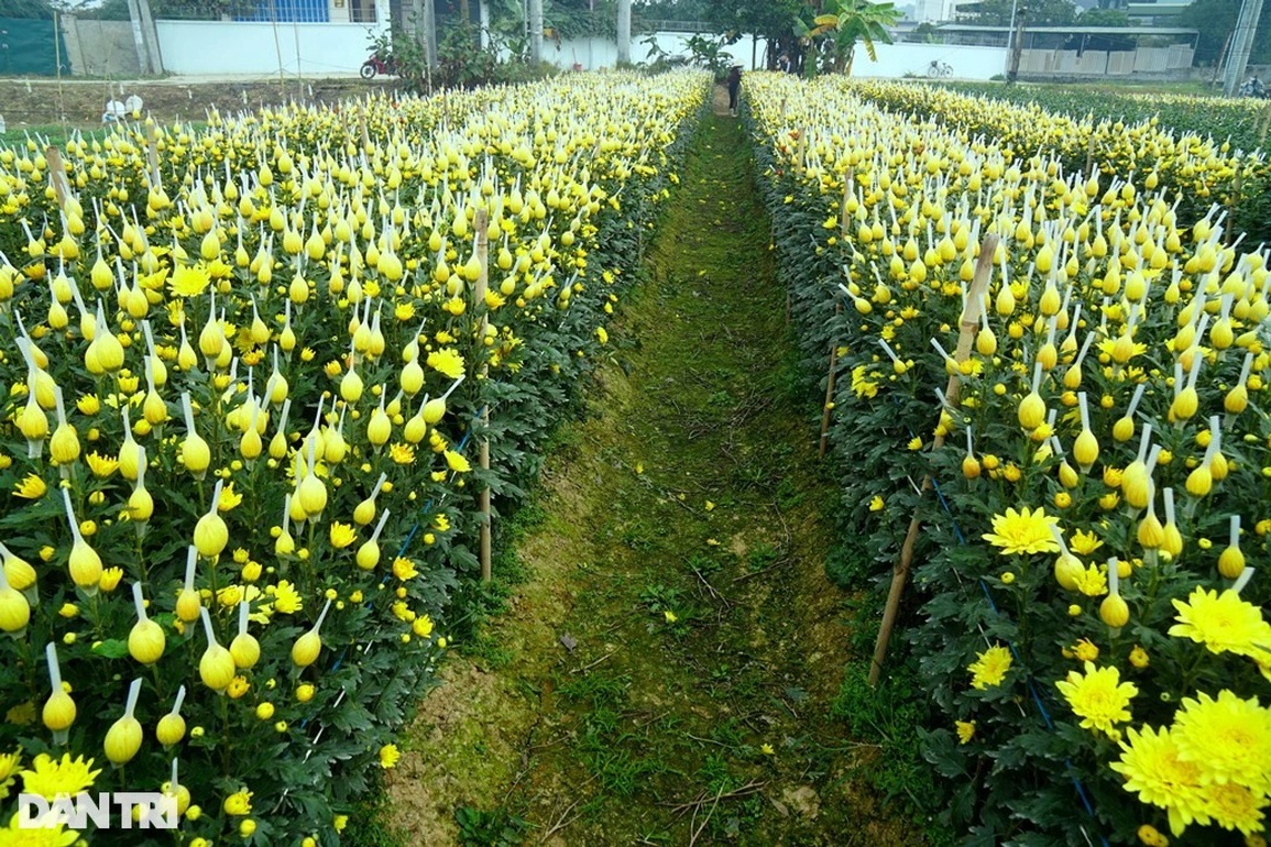 Đầu vụ đánh liều xuống giống, cuối năm thấp thỏm lo âu - 5 Đầu vụ đánh liều xuống giống, cuối năm thấp thỏm lo âu - 5