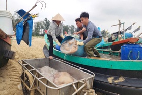 Mùa săn "vàng trắng" trên biển, ngư dân kiếm tiền triệu mỗi ngày