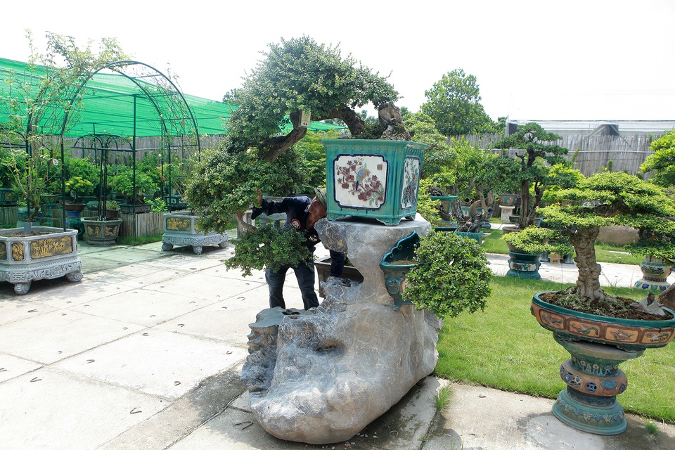Mục sở thị khu vườn gần 1.000 cây cảnh bonsai hiếm có đất Hà Thành - 8 Mục sở thị khu vườn gần 1.000 cây cảnh bonsai hiếm có đất Hà Thành - 8