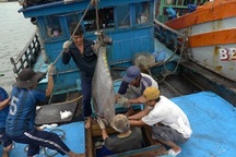 Ngư trường khát ngư dân