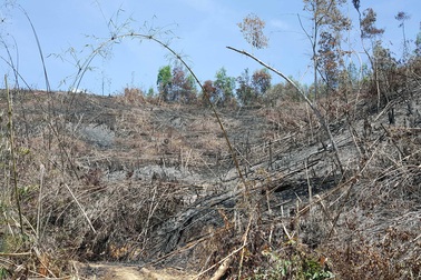 Bắt cán bộ quản lý công ty lâm nghiệp vì để mất rừng