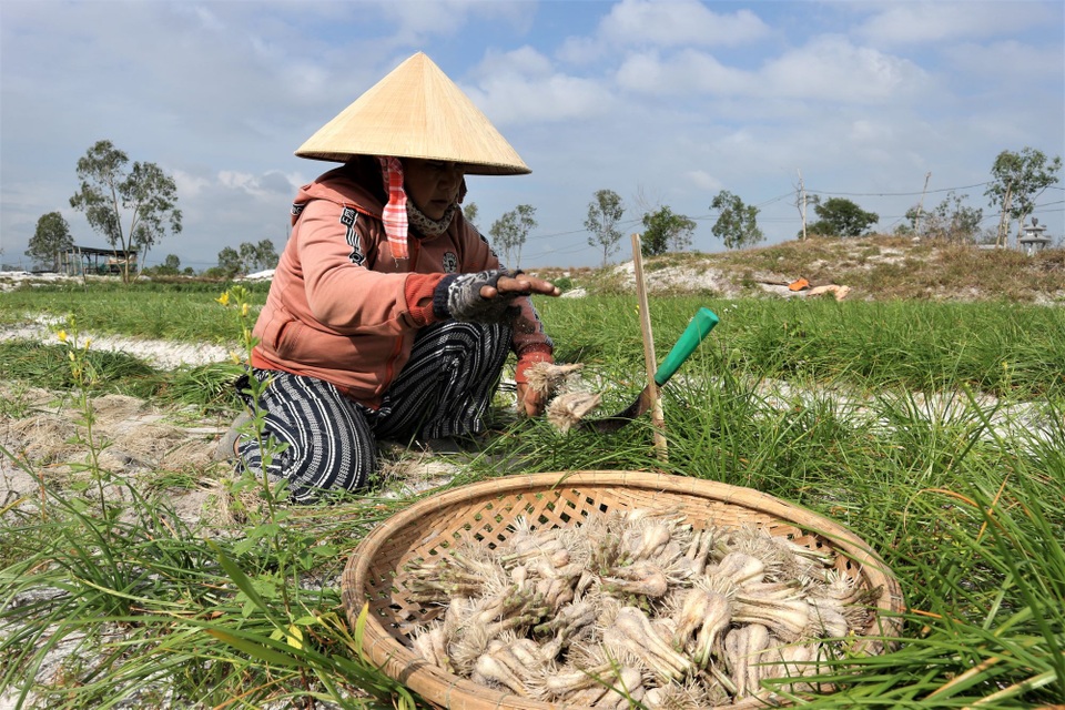Giá cả bấp bênh, nông dân vùng trồng kiệu Quảng Nam lo mất Tết - 6 Giá cả bấp bênh, nông dân vùng trồng kiệu Quảng Nam lo mất Tết - 6