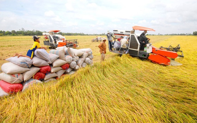 Tuy giá gạo xuất khẩu bất ngờ giảm mạnh, vẫn thu về gần nửa tỷ USD - 1