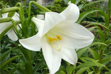 Người trồng hoa Lily thắng lớn
