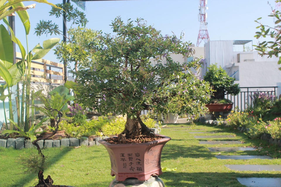 Ông bố 2 con ở Đà Nẵng “làm vườn, nuôi cá” đẹp mê trên sân thượng nhà phố - 7 Ông bố 2 con ở Đà Nẵng “làm vườn, nuôi cá” đẹp mê trên sân thượng nhà phố - 7