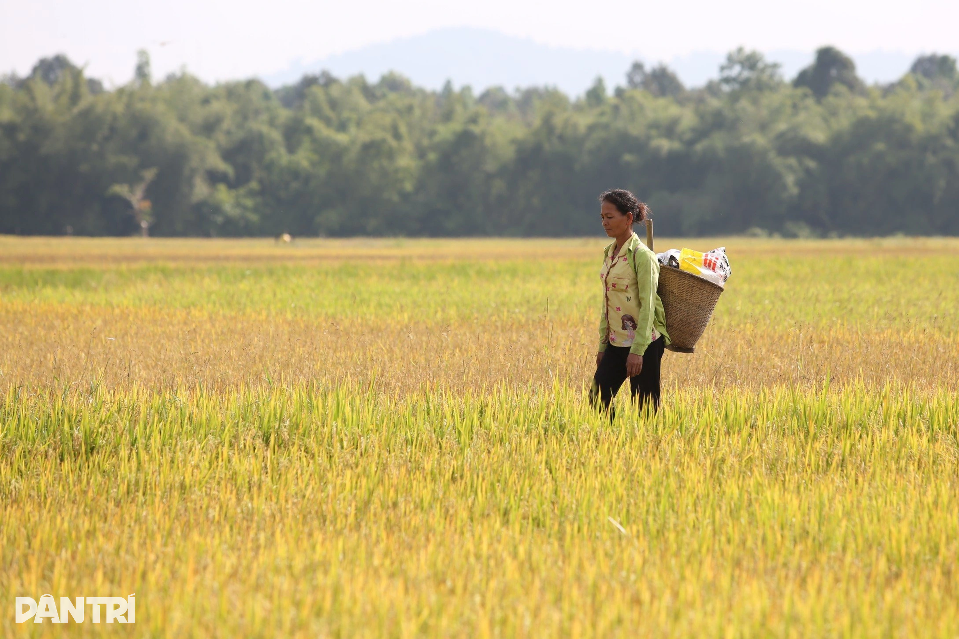 Ngày mùa của bà con Châu Mạ bên cánh đồng ven rừng Nam Cát Tiên - 11 Ngày mùa của bà con Châu Mạ bên cánh đồng ven rừng Nam Cát Tiên - 11