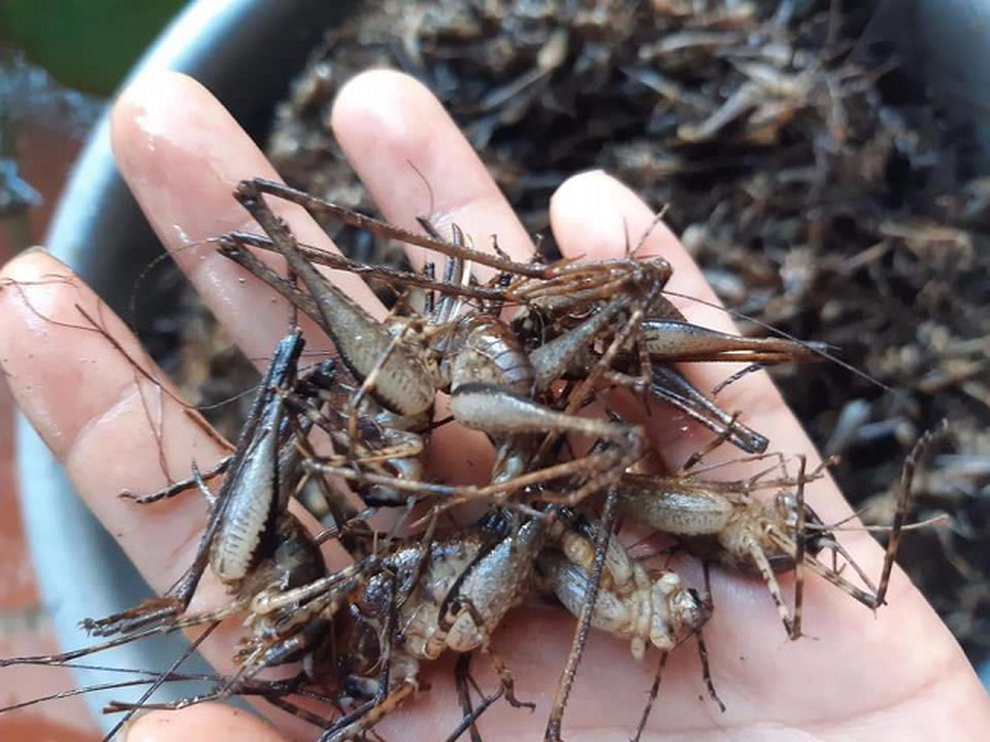 Tôm rừng bò chi chít trên cây, giá nửa triệu đồng/kg - 1 Tôm rừng bò chi chít trên cây, giá nửa triệu đồng/kg - 1
