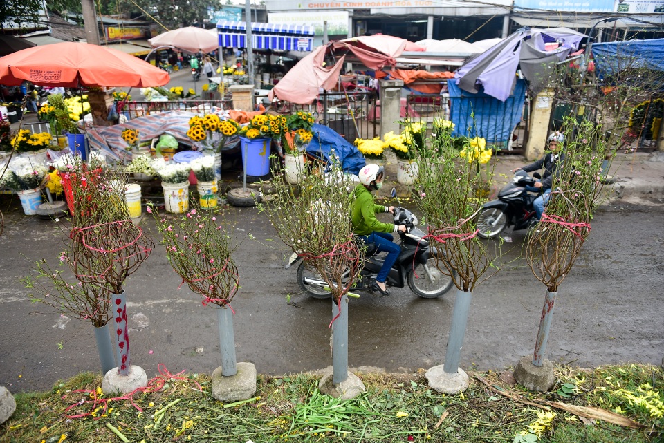 Đào xuống phố sớm, nhiều tuyến đường Hà Nội đã rộn ràng sắc xuân - 7 Đào xuống phố sớm, nhiều tuyến đường Hà Nội đã rộn ràng sắc xuân - 7