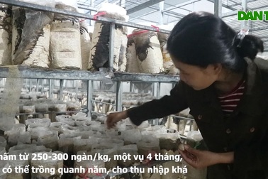 Nấm mối đen, loại nấm khó tính nhưng cho thu nhập cao