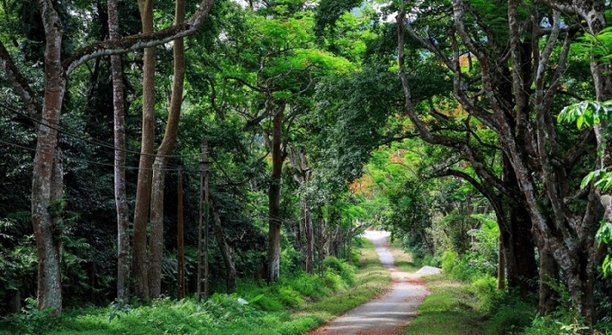 Rừng quốc gia Cúc Phương, Ninh Bình.