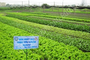 “Anh cần chứng nhận VietGap thì tôi lo cho”