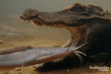 Cá sấu nhịn thở hàng giờ dưới nước, nằm bất động dụ con mồi chui vào miệng