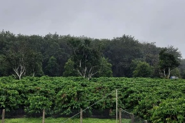 Báo Nhật: Giá nông sản Việt Nam sẽ tăng đột biến do ảnh hưởng của bão lụt