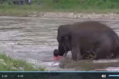 Kỳ diệu khoảnh khắc con voi lao ra sông để cứu huấn luyện viên