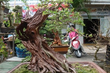 Chiêm ngưỡng cây kiểng “dành cho” đại gia