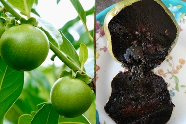 Hồng lạ ruột màu sô cô la giá 300.000 đồng/kg, nông dân lãi lớn