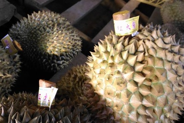 Kinh hãi hàng tấn sầu riêng ngâm phân bón lá