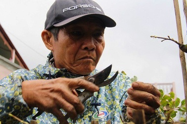 Chi 120.000 đồng/ngày, thủ phủ mai vàng miền Trung ‘chiêu mộ’ người lặt lá