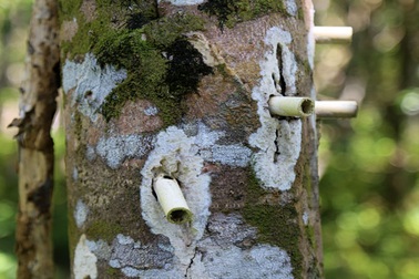 Cách đốt nhang trầm hương đúng chuẩn phong thủy, tốt cho sức khỏe