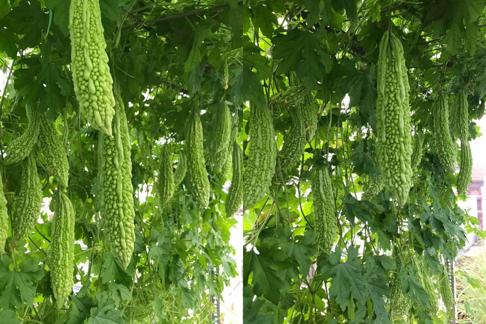 Vườn sân thượng rau trái lạ có kích thước khổng lồ của ông bố Sài Gòn - 7