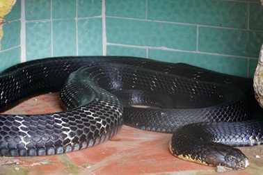 Bắt được rắn hổ mang chúa nặng 6,3kg