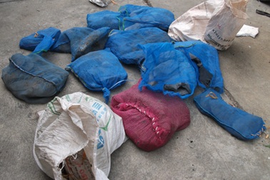 Kiểm tra xe khách, phát hiện hàng trăm cá thể rùa