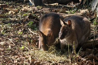 Bốn cá thể chuột túi bắt đầu thích nghi với cuộc sống bán hoang dã
