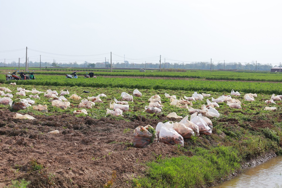 Tính hai mặt của giải cứu nông sản và những hệ lụy với xuất khẩu - 2 Tính hai mặt của giải cứu nông sản và những hệ lụy với xuất khẩu - 2
